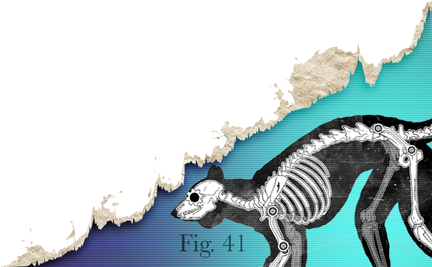 ARS lemur